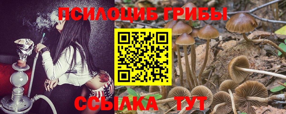 Галлюциногенные грибы Psilocybine cubensis Старый Оскол